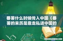 番薯的来历是靠走私进中国的吗 番薯什么时候传入中国