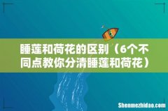 6个不同点教你分清睡莲和荷花 睡莲和荷花的区别