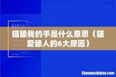 猫爱舔人的6大原因 猫舔我的手是什么意思