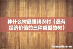 最有经济价值的三种类型的树 种什么树最赚钱农村