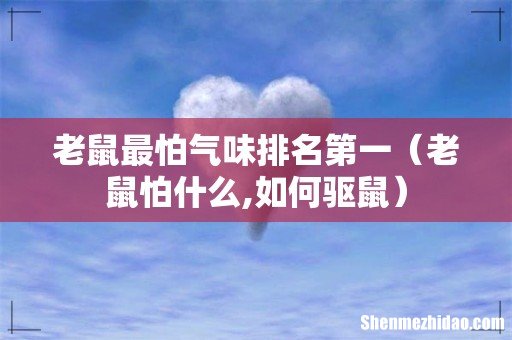 老鼠怕什么,如何驱鼠 老鼠最怕气味排名第一