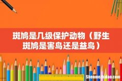 野生斑鸠是害鸟还是益鸟 斑鸠是几级保护动物