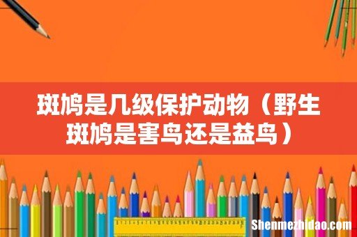 野生斑鸠是害鸟还是益鸟 斑鸠是几级保护动物