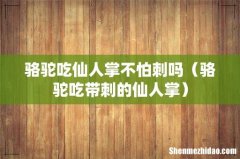 骆驼吃带刺的仙人掌 骆驼吃仙人掌不怕刺吗