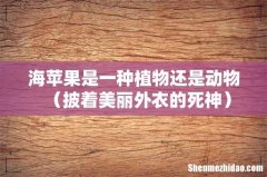 披着美丽外衣的死神 海苹果是一种植物还是动物