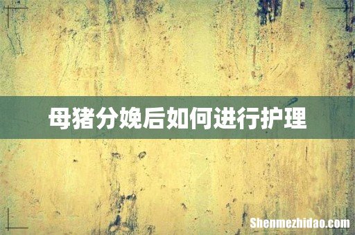 母猪分娩后如何进行护理