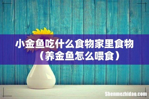养金鱼怎么喂食 小金鱼吃什么食物家里食物