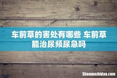 车前草的害处有哪些 车前草能治尿频尿急吗