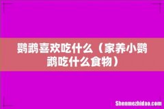 家养小鹦鹉吃什么食物 鹦鹉喜欢吃什么