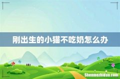 刚出生的小猫不吃奶怎么办
