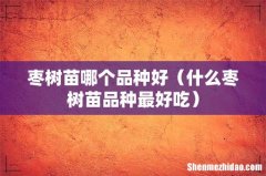 什么枣树苗品种最好吃 枣树苗哪个品种好