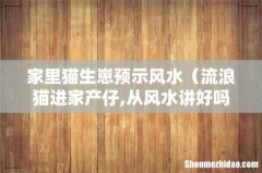 流浪猫进家产仔,从风水讲好吗 家里猫生崽预示风水