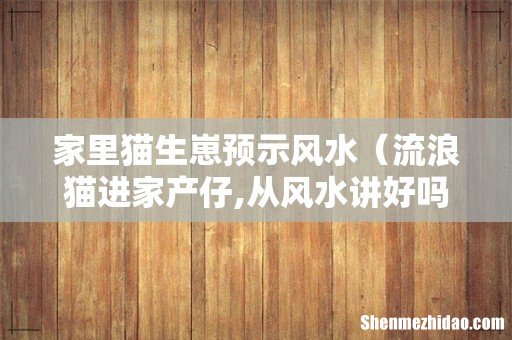 流浪猫进家产仔,从风水讲好吗 家里猫生崽预示风水