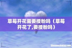 草莓开花了,要授粉吗 草莓开花需要授粉吗