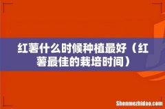 红薯最佳的栽培时间 红薯什么时候种植最好