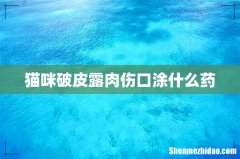 猫咪破皮露肉伤口涂什么药