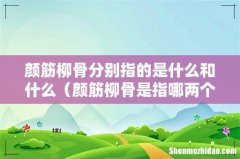 颜筋柳骨是指哪两个书法家 颜筋柳骨分别指的是什么和什么