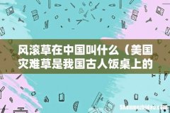 美国灾难草是我国古人饭桌上的常客 风滚草在中国叫什么
