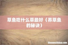养草鱼的秘诀 草鱼吃什么草最好