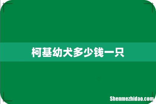 柯基幼犬多少钱一只