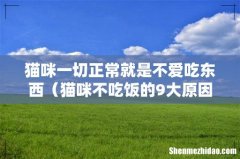 猫咪不吃饭的9大原因 猫咪一切正常就是不爱吃东西