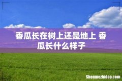 香瓜长在树上还是地上 香瓜长什么样子