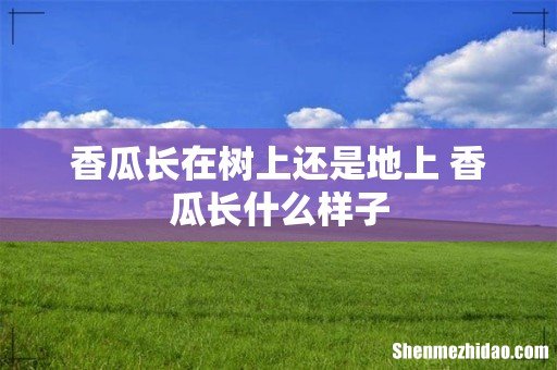 香瓜长在树上还是地上 香瓜长什么样子