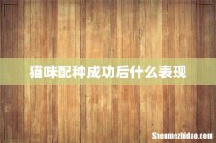 猫咪配种成功后什么表现