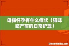 猫咪临产前的日常护理 母猫怀孕有什么症状