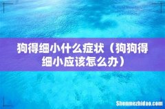 狗狗得细小应该怎么办 狗得细小什么症状