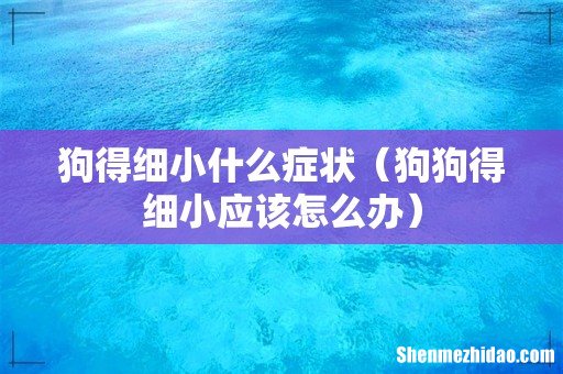 狗狗得细小应该怎么办 狗得细小什么症状