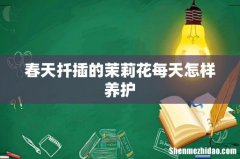 春天扦插的茉莉花每天怎样养护