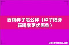 种子催芽箱哪家更优惠些 西梅种子怎么种