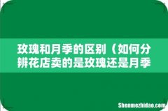 如何分辨花店卖的是玫瑰还是月季 玫瑰和月季的区别