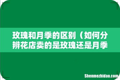 如何分辨花店卖的是玫瑰还是月季 玫瑰和月季的区别