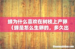 蝉是怎么生卵的，多久出来 蝉为什么喜欢在树枝上产卵