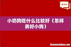 怎样养好小狗 小奶狗吃什么比较好