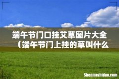 端午节门上挂的草叫什么 端午节门口挂艾草图片大全