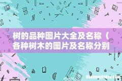 各种树木的图片及名称分别是 树的品种图片大全及名称
