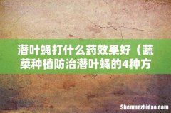 蔬菜种植防治潜叶蝇的4种方法 潜叶蝇打什么药效果好