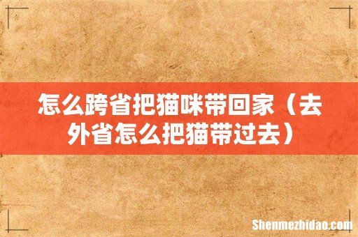 去外省怎么把猫带过去 怎么跨省把猫咪带回家
