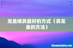 养龙鱼的方法 龙鱼喂养最好的方式