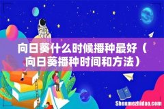 向日葵播种时间和方法 向日葵什么时候播种最好