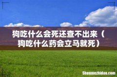狗吃什么药会立马就死 狗吃什么会死还查不出来