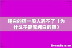 为什么不能养纯白的猫 纯白的猫一般人养不了