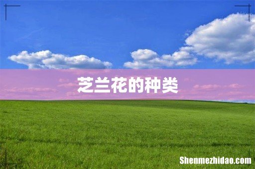 芝兰花的种类