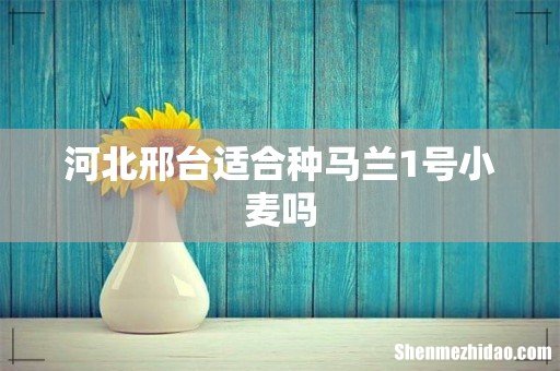 河北邢台适合种马兰1号小麦吗
