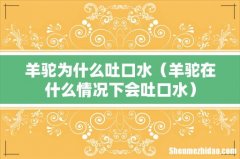 羊驼在什么情况下会吐口水 羊驼为什么吐口水