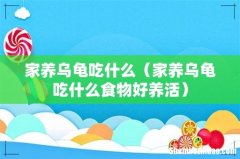家养乌龟吃什么食物好养活 家养乌龟吃什么