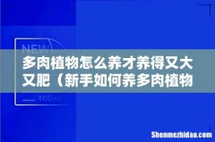 新手如何养多肉植物 多肉植物怎么养才养得又大又肥